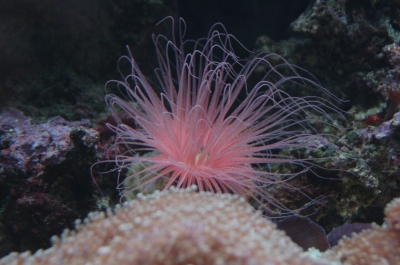 Seeanemone