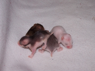 Hamster Baby's