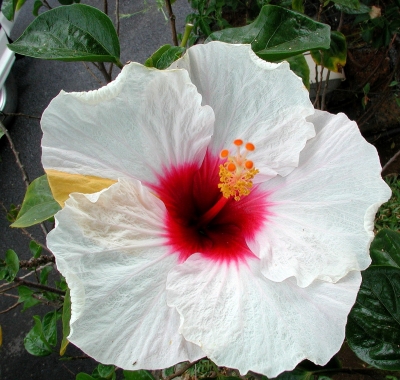 Hibiscus weiss
