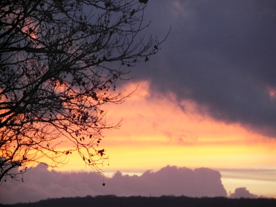 Baum im Abendrot