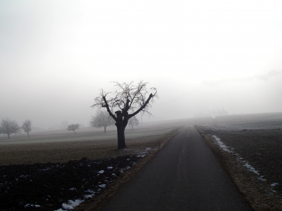 Alter Kirschbaum im Nebel