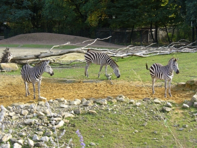 Zebras im ZOOM