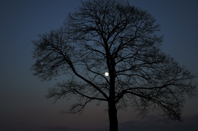 Der Mond im Baum