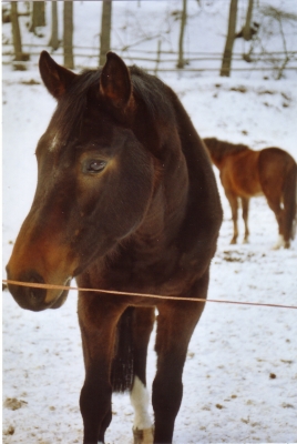 Pferde im Schnee