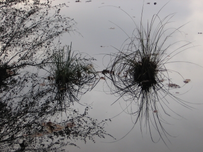 Spinnengras im Weiher