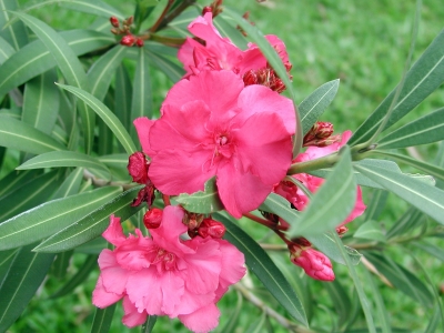 Oleander