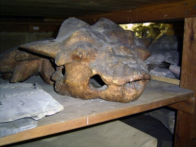 Triceratops Schädel