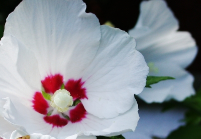 hibiskus 01