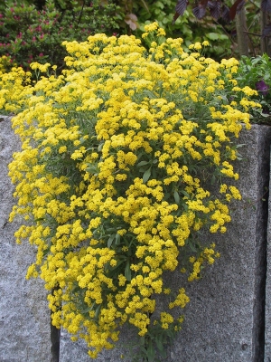 gelbe Blütenflut