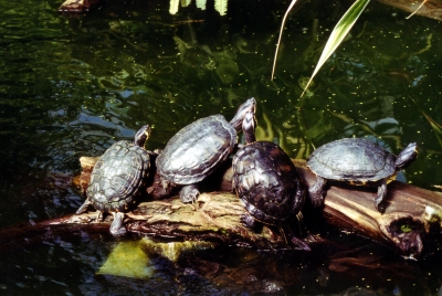 Gelbwangenschildkröten - ega