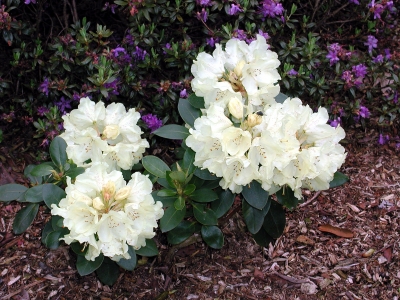 Rhododendron