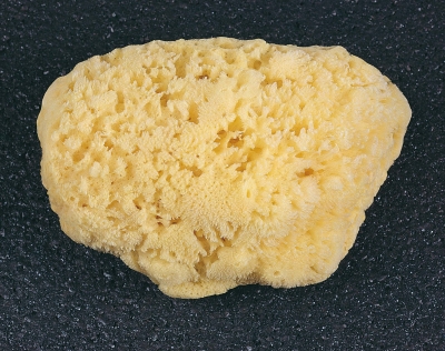 Sponge Bob als Embryo