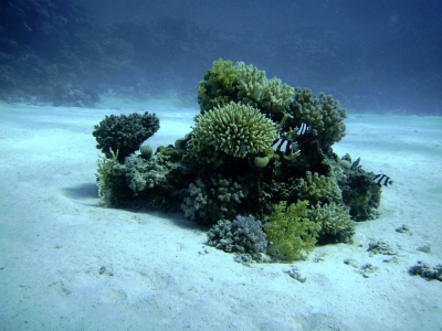 jk-Unterwasserlandschaft