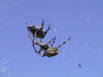 Spinne mit ihrer Beute