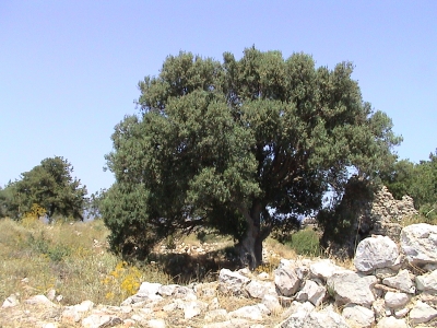 alter griechischer Olivenbaum