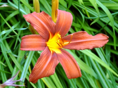 Blume im Garten