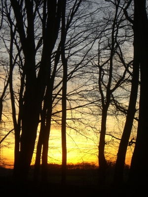 Wald vor Abendsonne