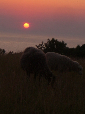 Schafe in der Abendsonne