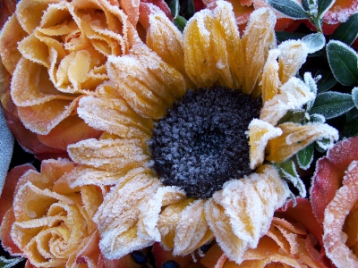 Arme Sonnenblume
