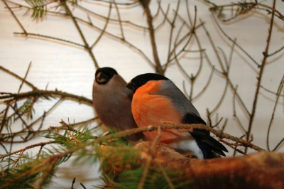 Da sitzt ein Vogel sehr sehr still