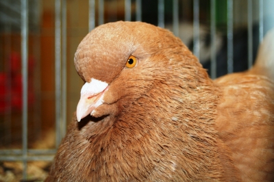 Der Kopf einer Taube