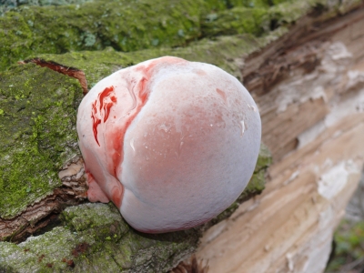 Schimmelpilz auf abgestorbenem Baum