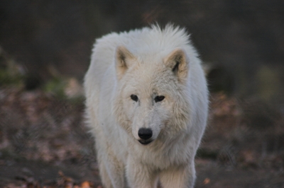 Polarwolf4