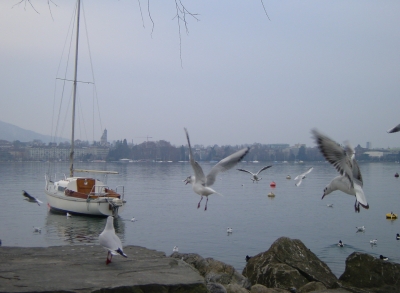 Möven am Zürichsee