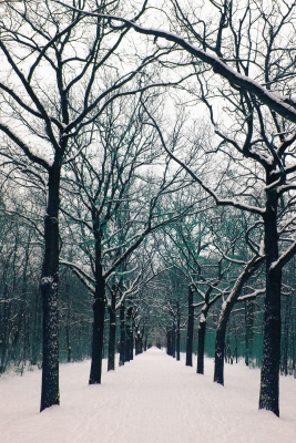 Winter im Park