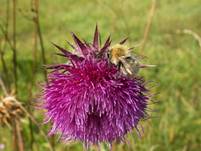 Distel