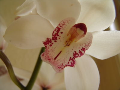 Orchidee