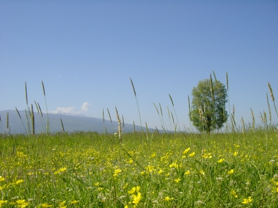 Wiese mit Butterblumen