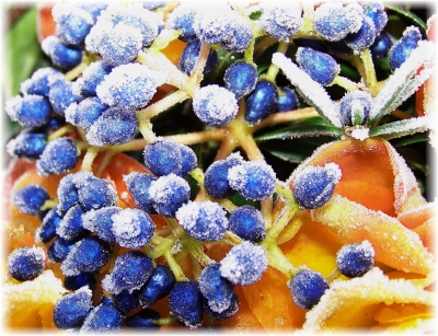 Blaue Beeren im Winter