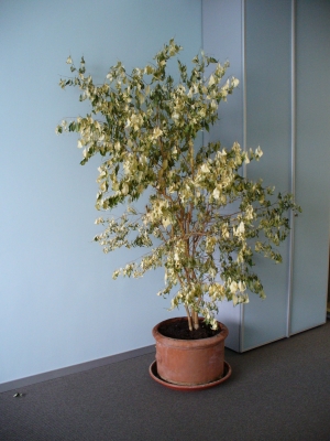 "Ficus magnus exitus"