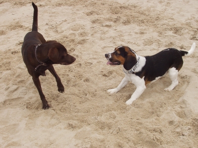 Hunde am Strand I