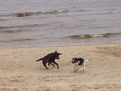 Hunde am Strand II
