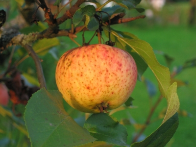 Apfel