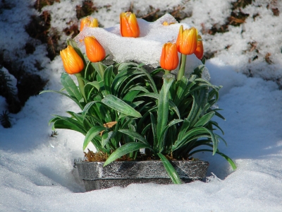 Schnee-Tulpen