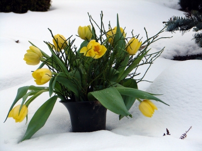 gelbe Tulpen im Schnee