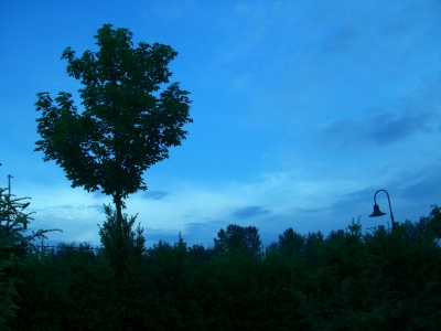 Baum unter blauem Himmel