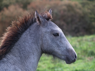 Connemara Pony