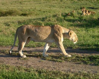 Spaziergang einer Löwin