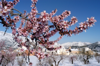 mandelblüte im schnee