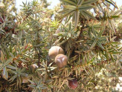 Nadelbaumbeeren