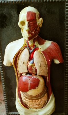 Anatomisches menschliches Modell