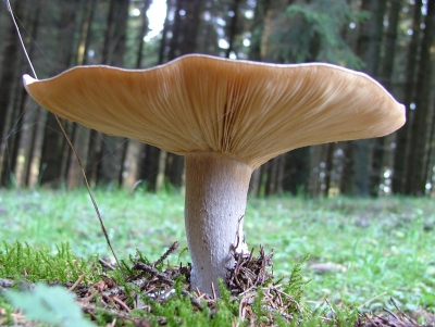 Und noch`n Pilz