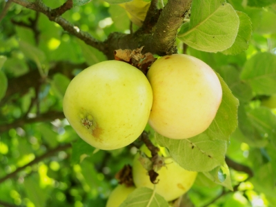 Apfel