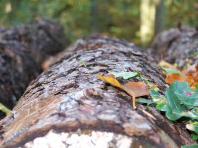 gefällter Baum