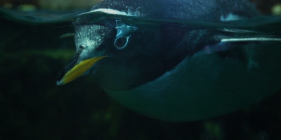Penguin Eye
