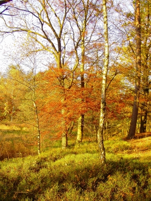 Herbstwald 2